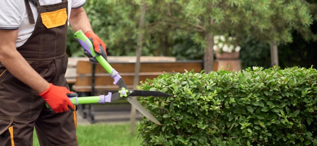 Incognito man cutting overgrown bushes.